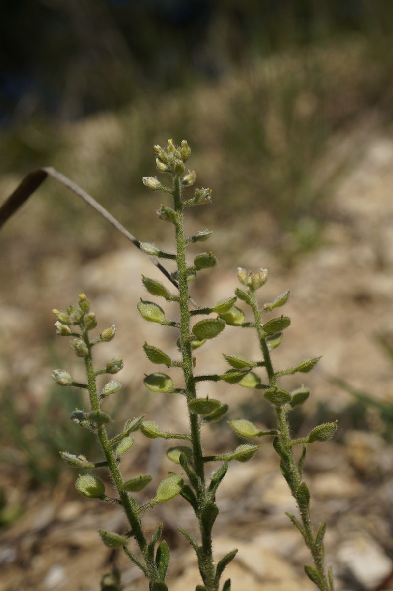 Alyssum hirsutum photo 7