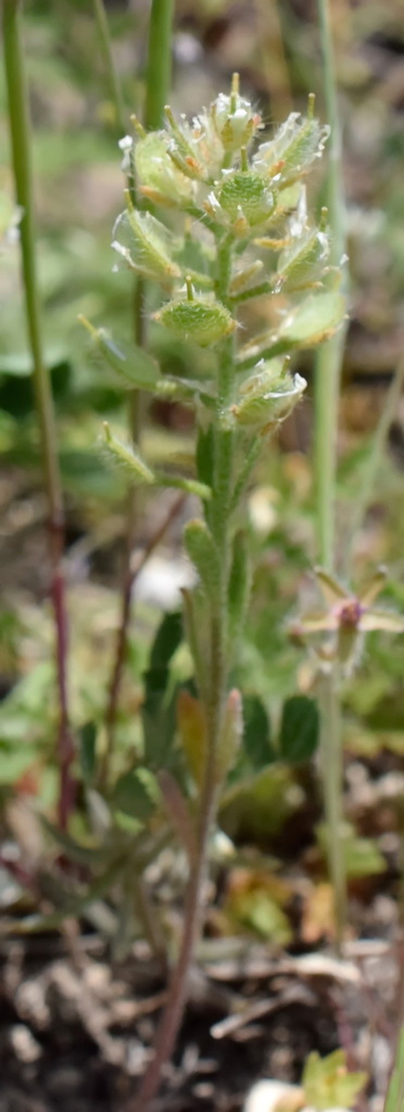 Alyssum hirsutum photo 8