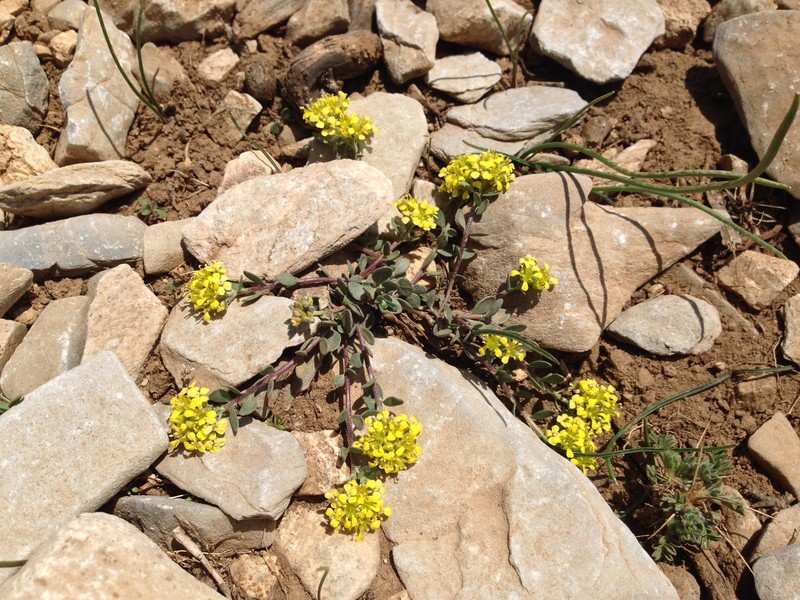 Alyssum idaeum photo 2