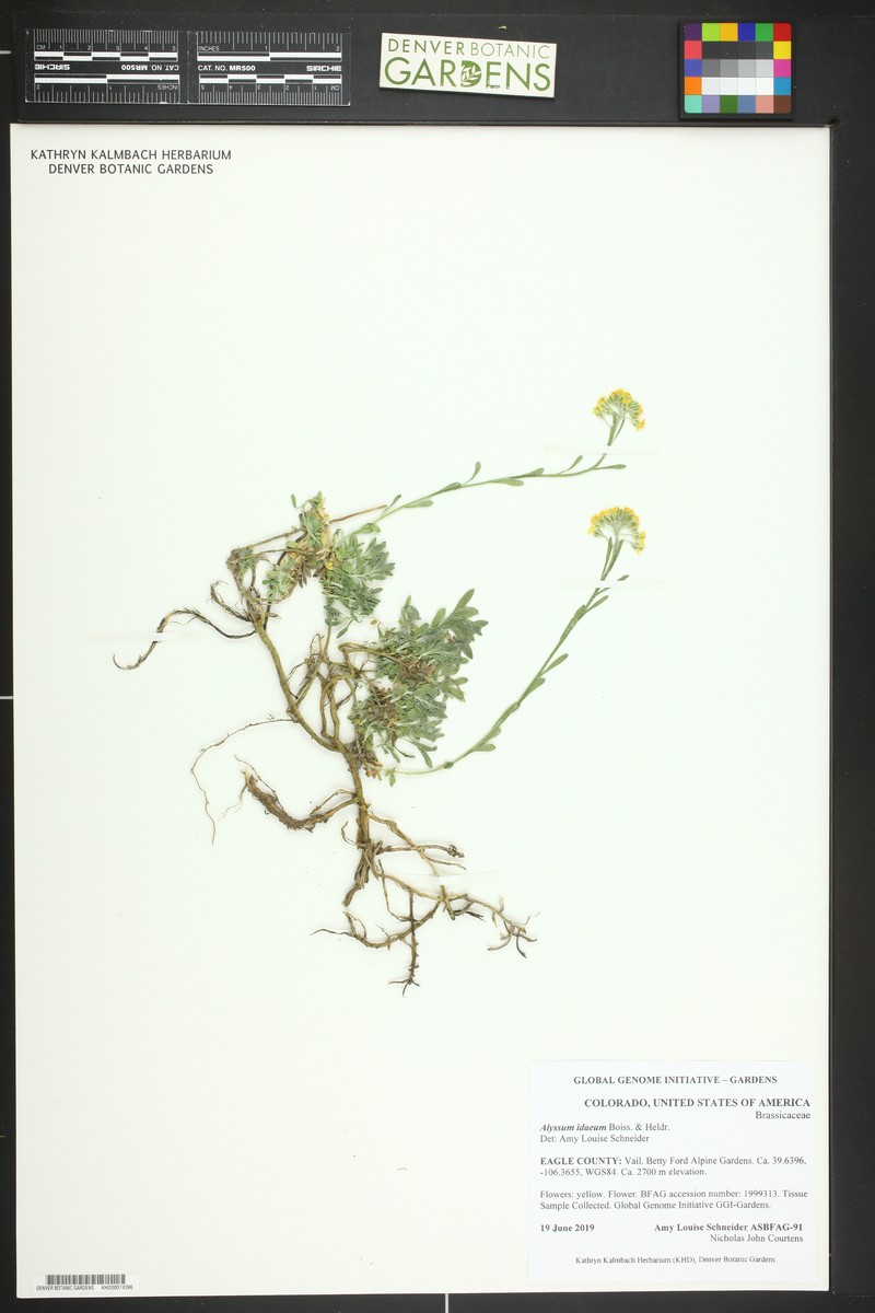 Alyssum idaeum photo 3