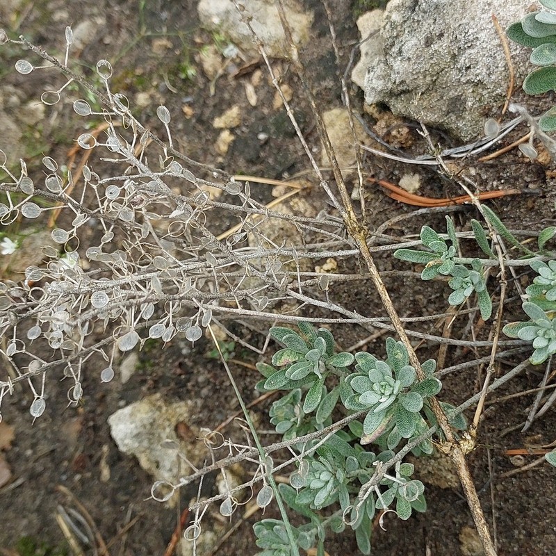 Alyssum iljinskae