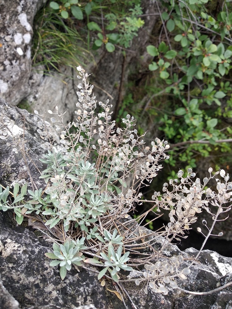 Alyssum iljinskae photo 2