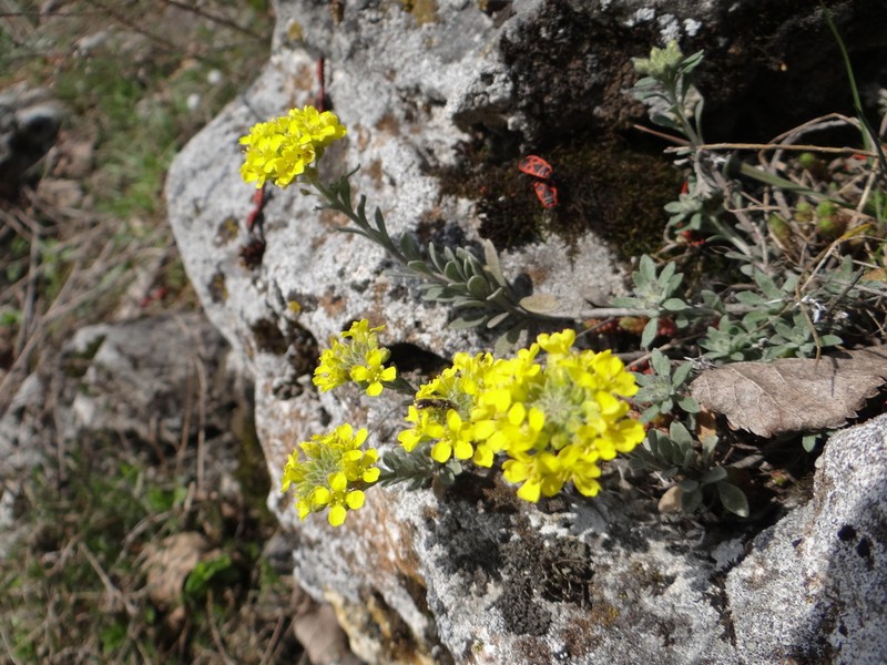 Alyssum iljinskae photo 3