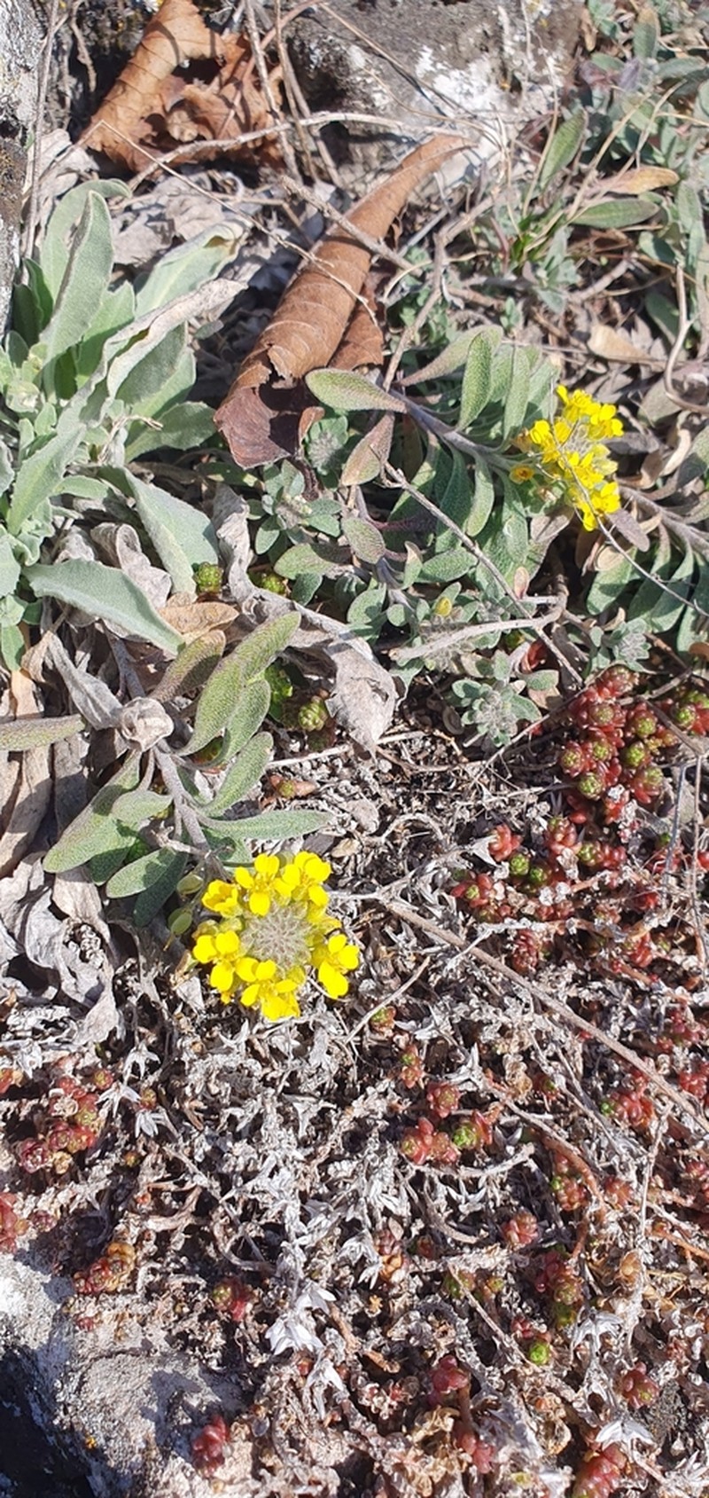 Alyssum iljinskae photo 4