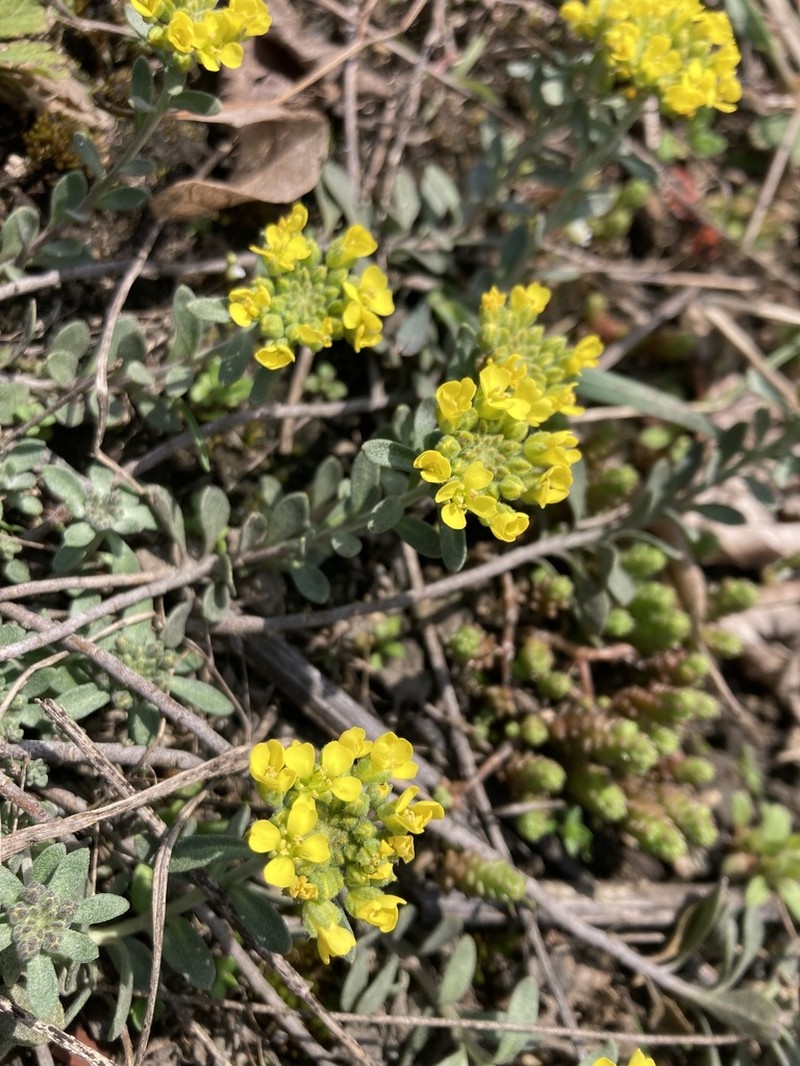 Alyssum iljinskae photo 5
