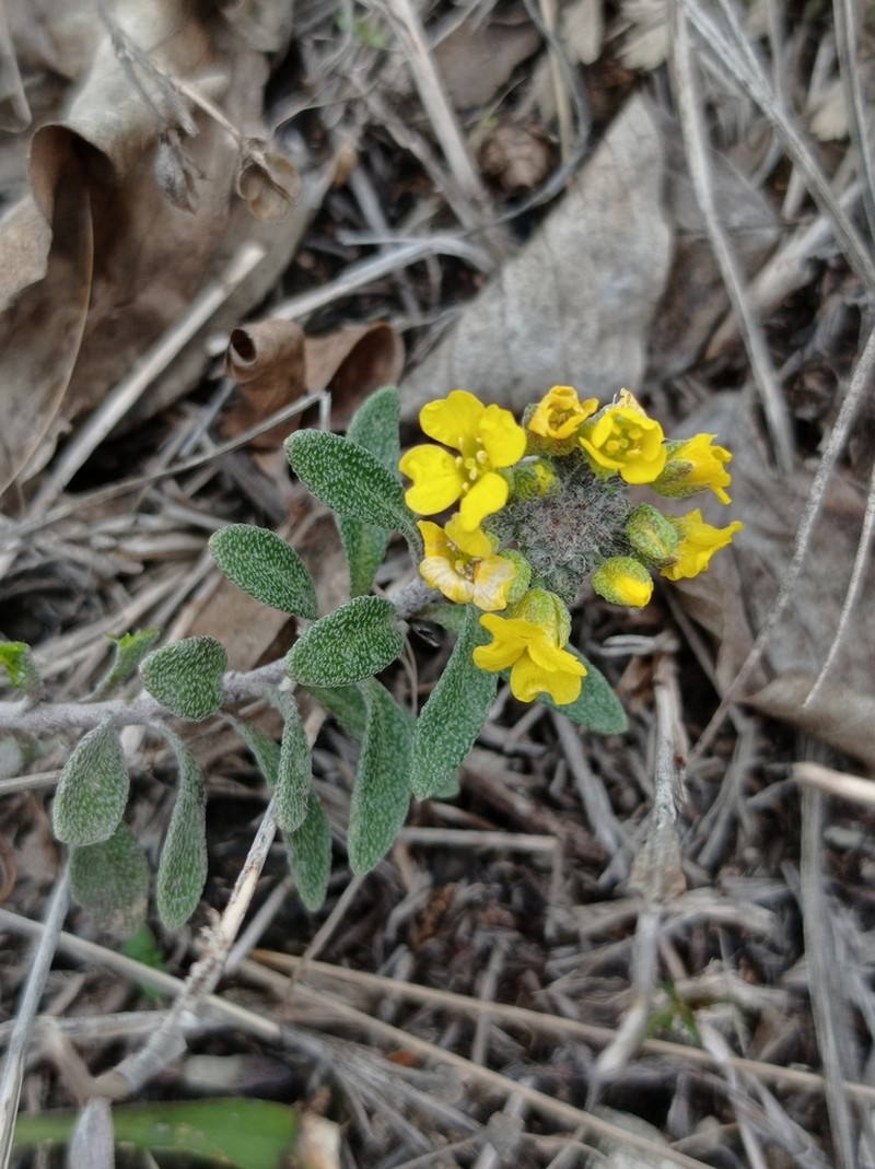 Alyssum iljinskae photo 6