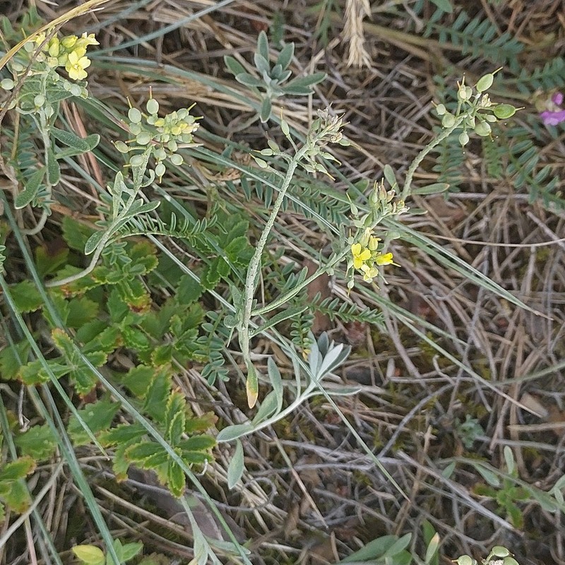 Alyssum iljinskae photo 7