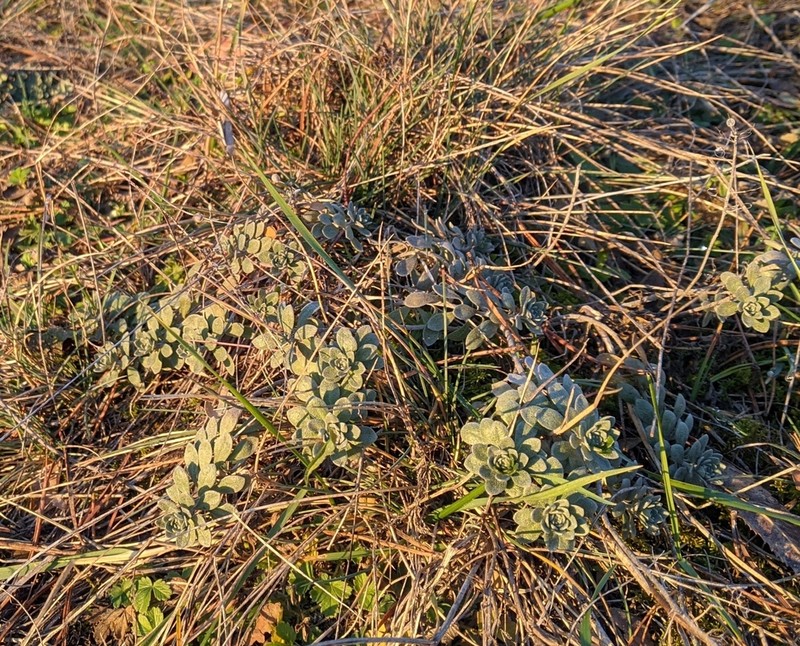 Alyssum iljinskae photo 8