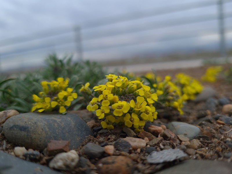 Alyssum lenense