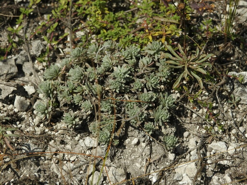 Alyssum lenense photo 2