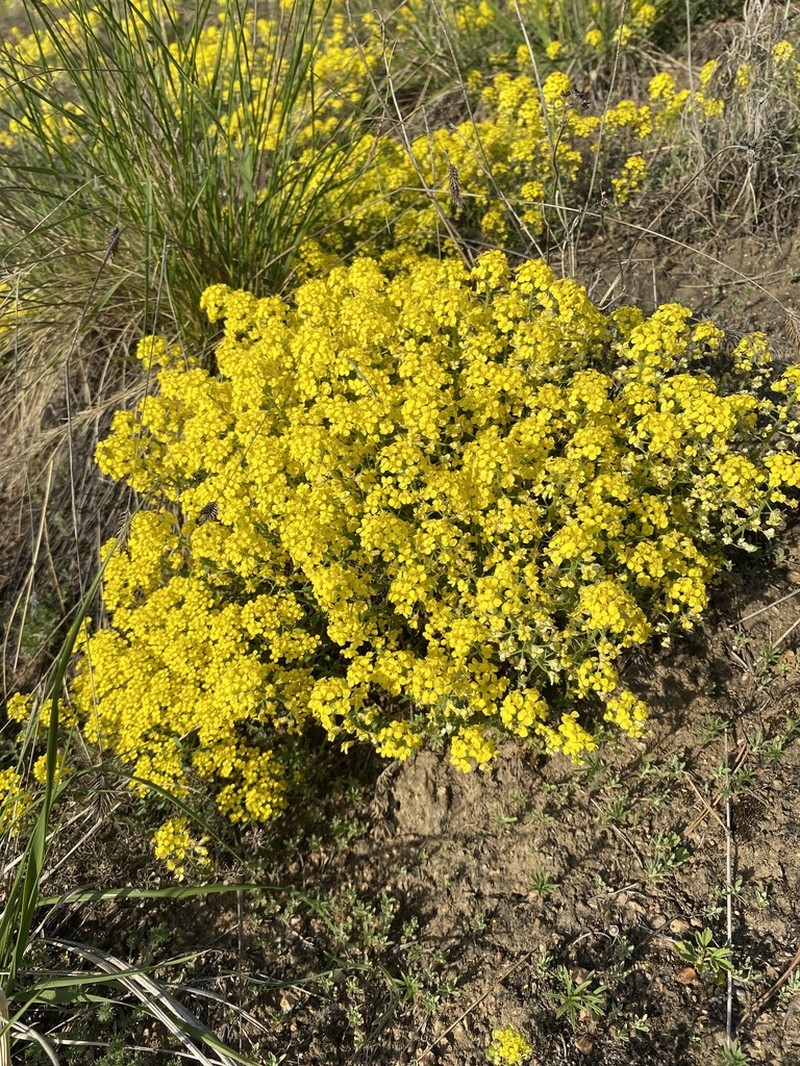 Alyssum lenense photo 3