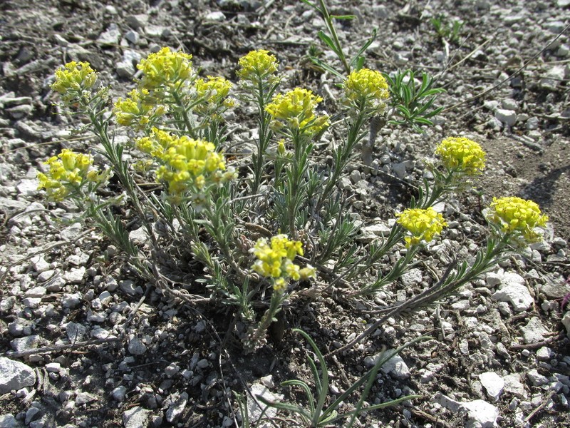 Alyssum lenense photo 4