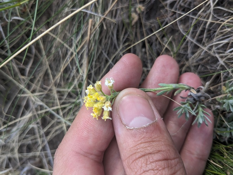 Alyssum lenense photo 5