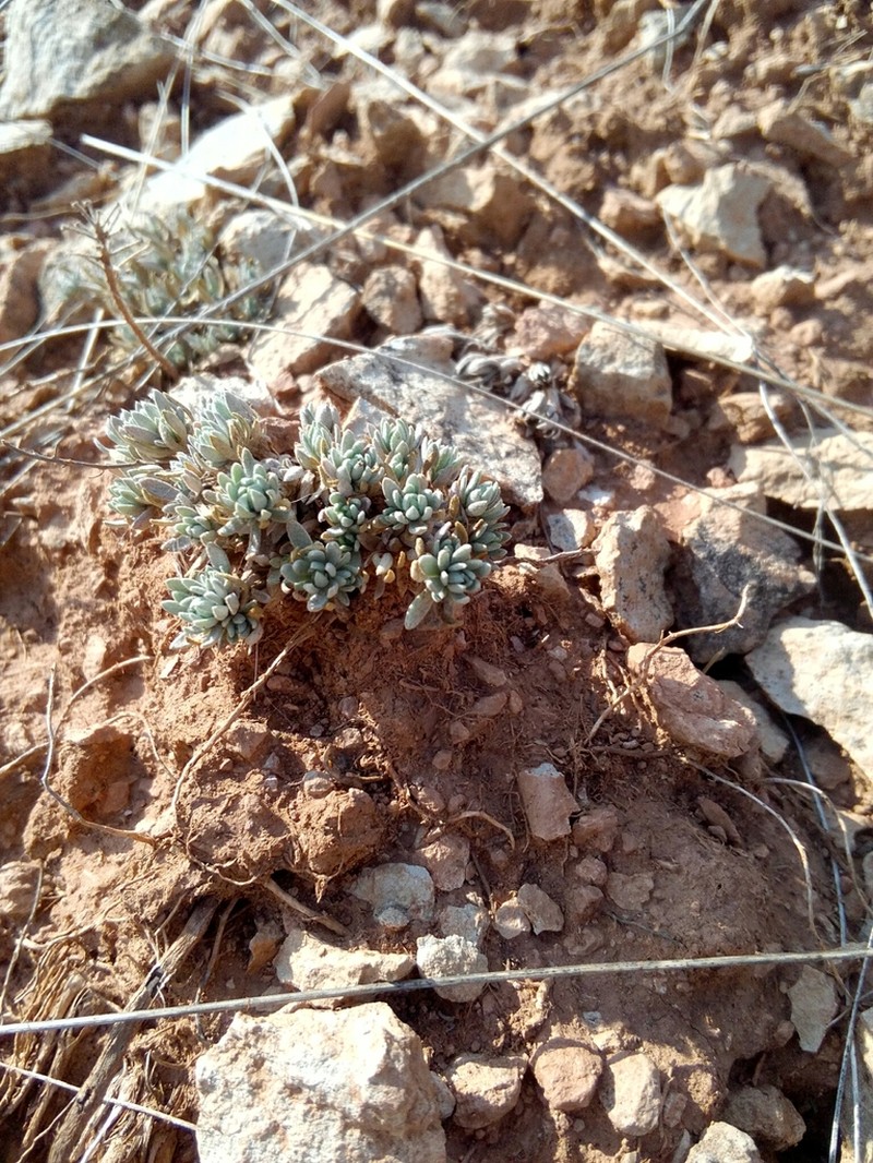 Alyssum lenense photo 6