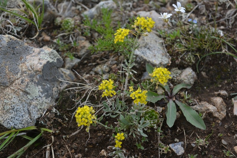 Alyssum lenense photo 7