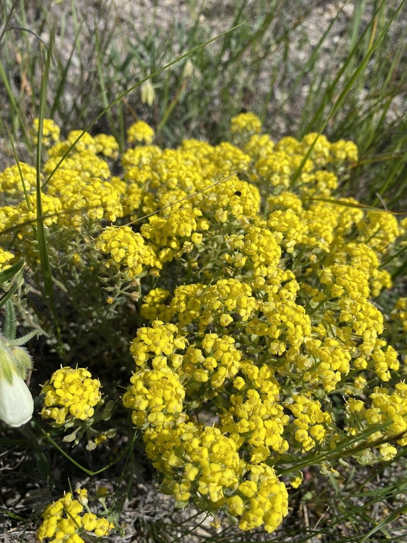 Alyssum lenense photo 8