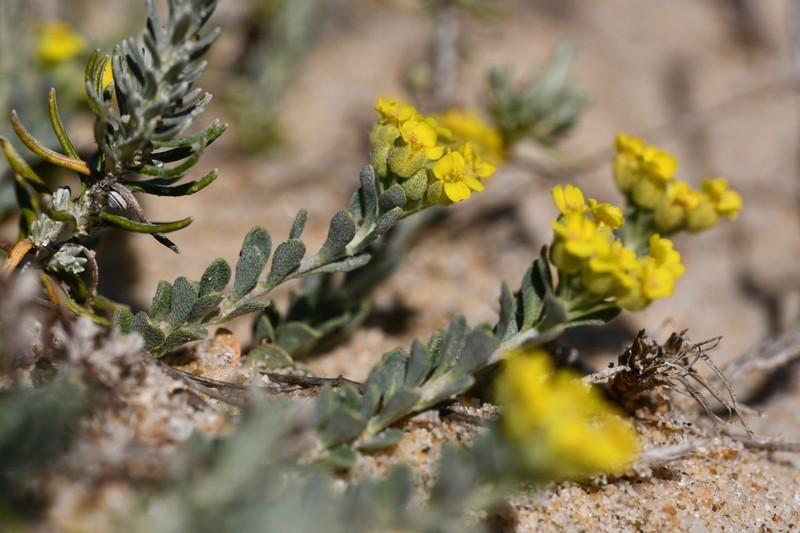 Alyssum loiseleurii