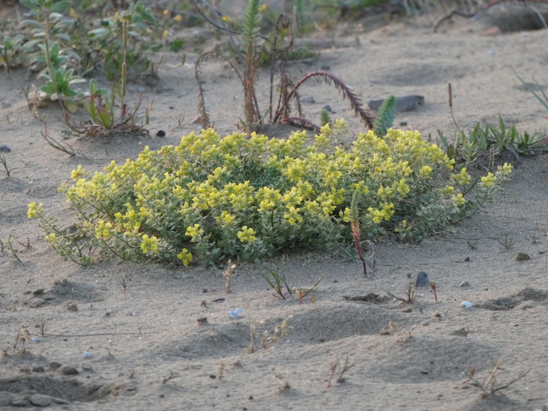 Alyssum loiseleurii photo 2