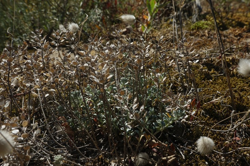 Alyssum loiseleurii photo 4