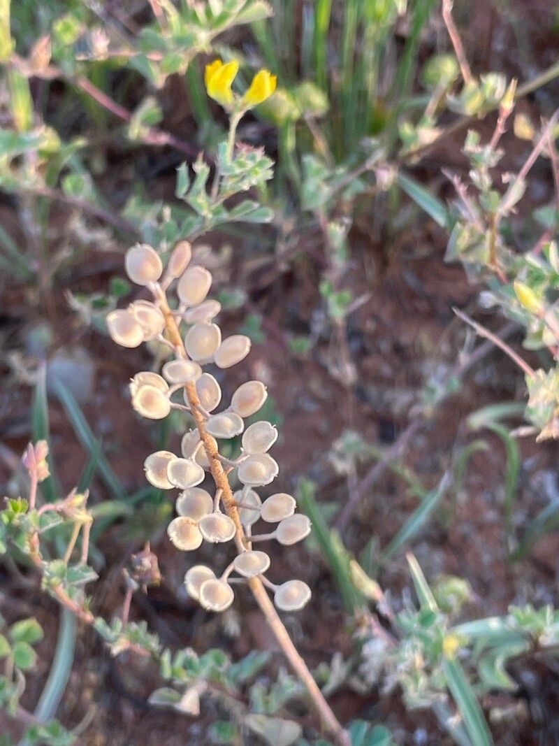 Alyssum loiseleurii photo 5
