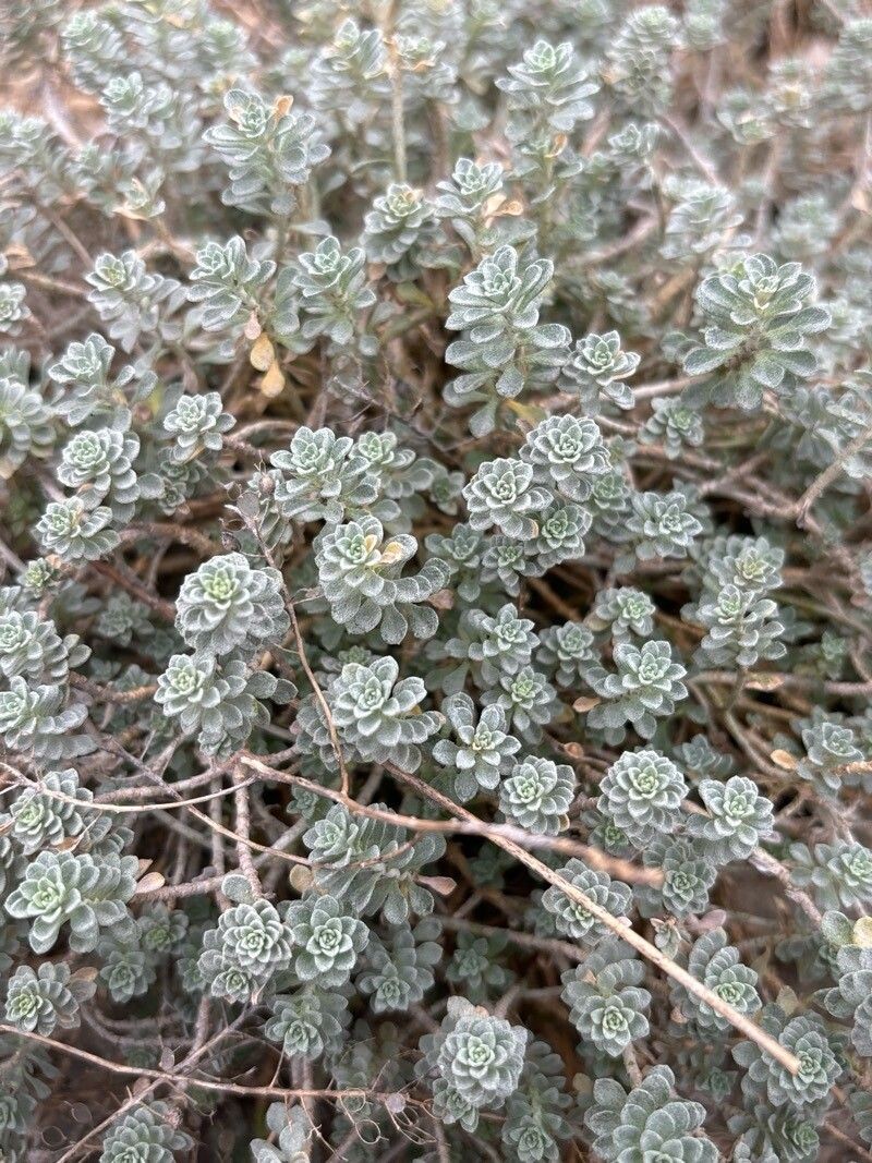 Alyssum loiseleurii photo 6