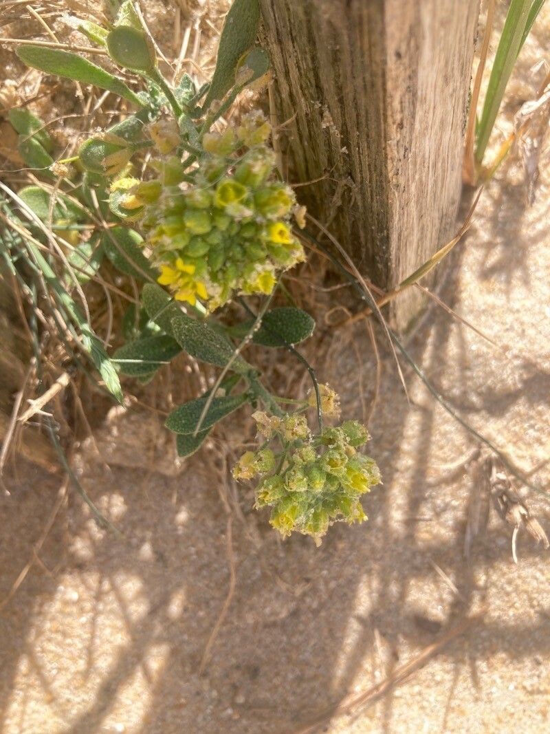 Alyssum loiseleurii photo 8