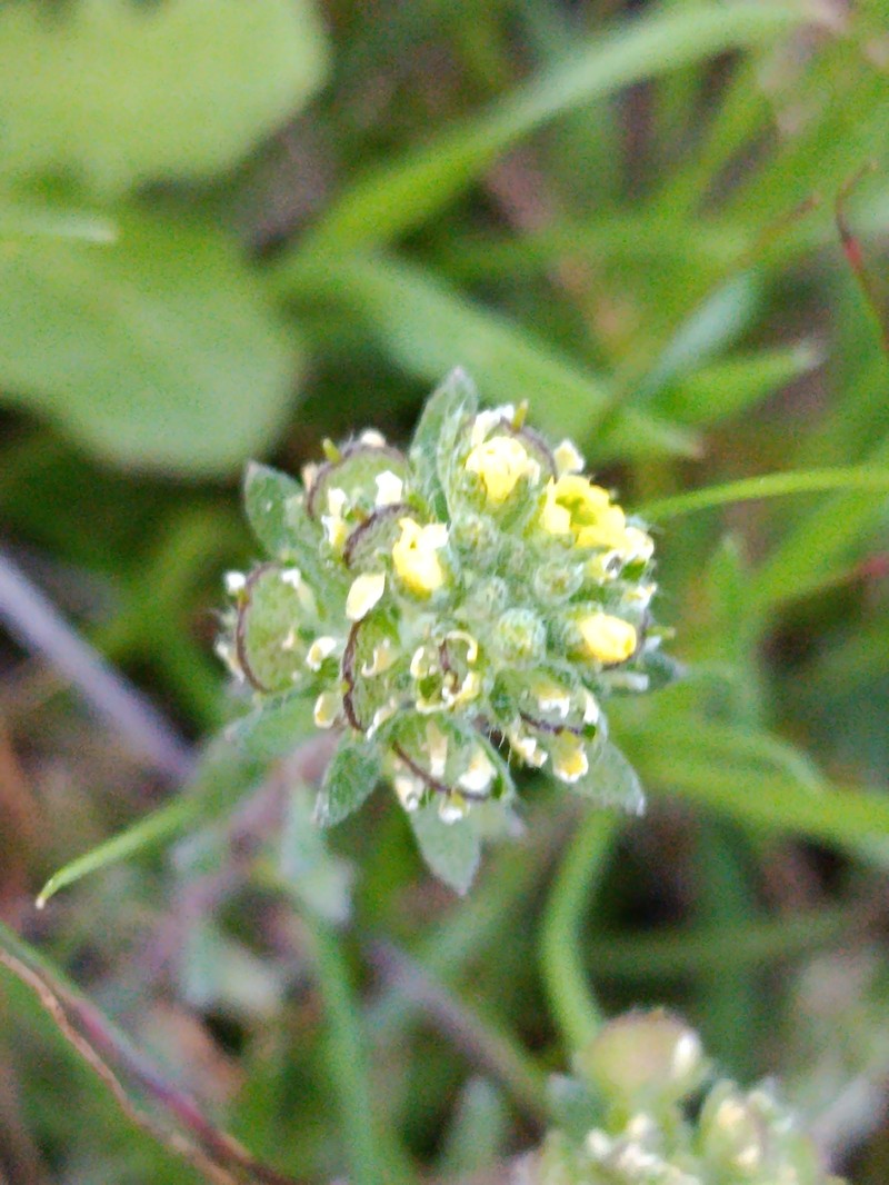 Alyssum luteolum