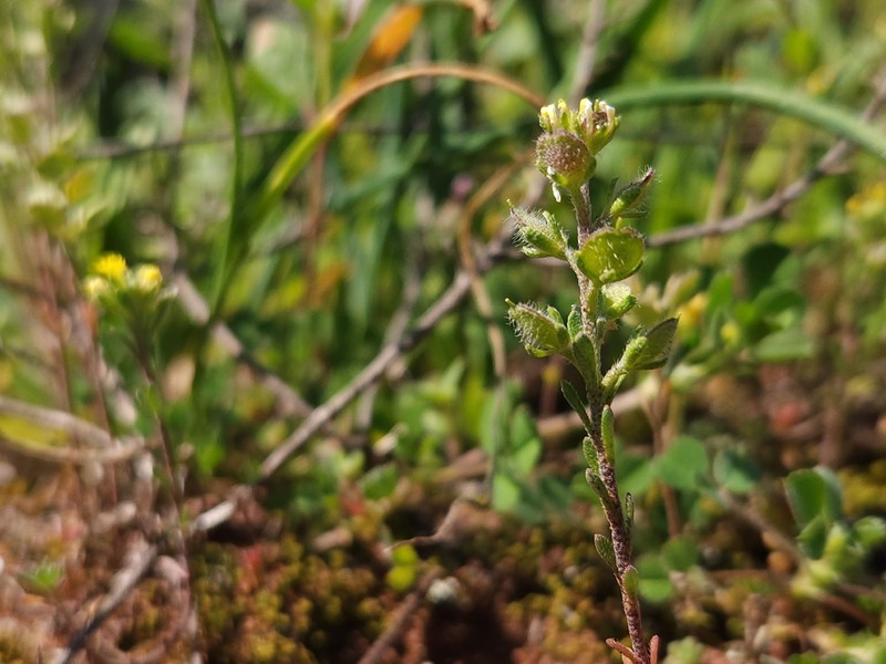 Alyssum luteolum photo 2