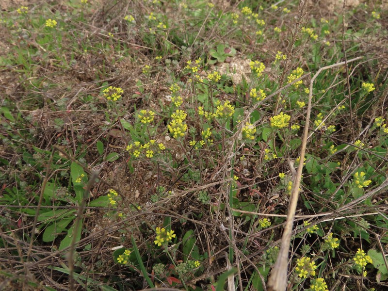 Alyssum luteolum photo 3