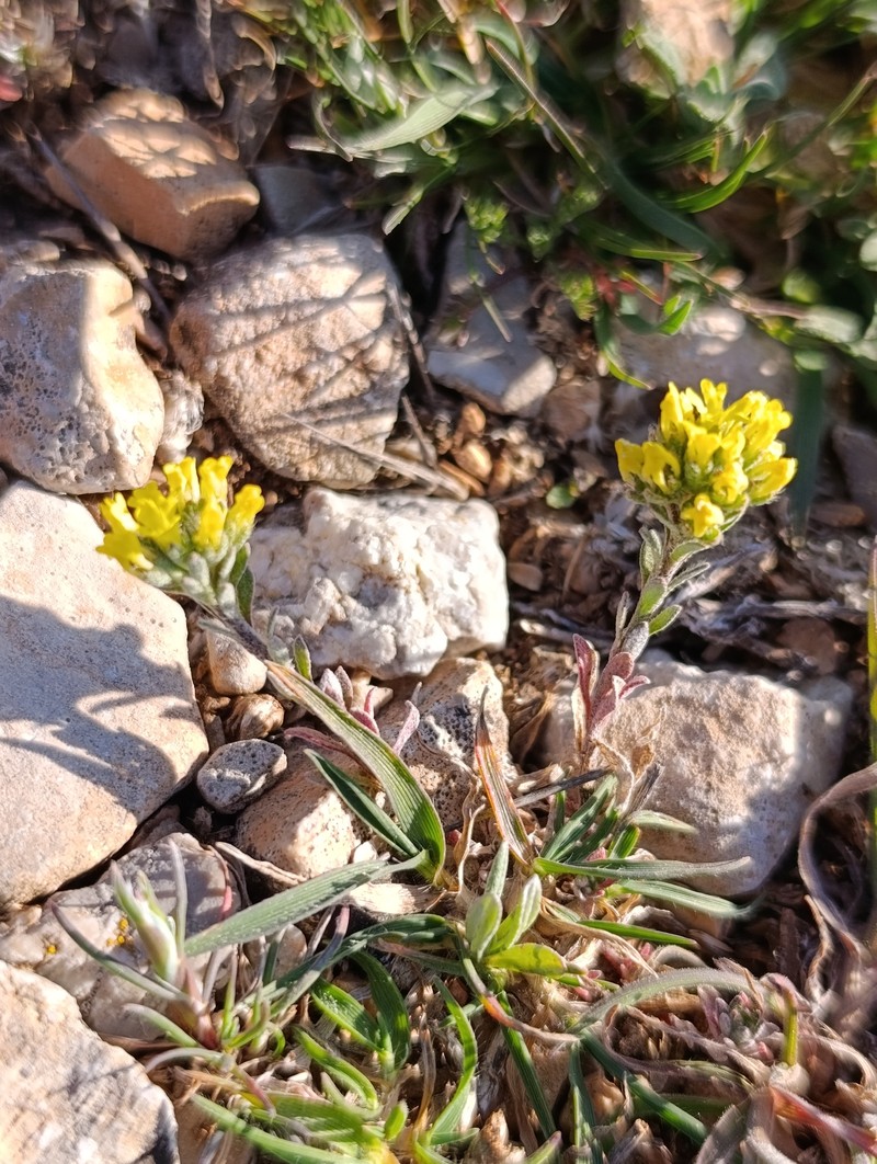 Alyssum luteolum photo 4
