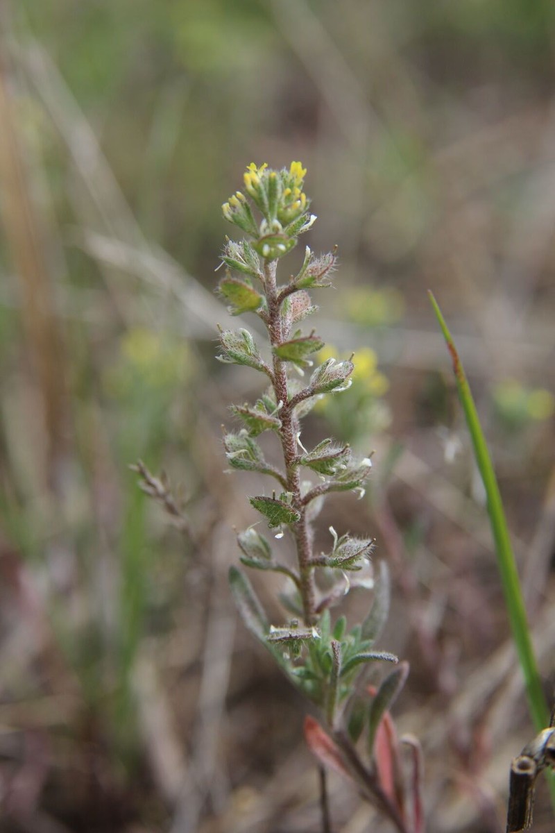 Alyssum luteolum photo 5