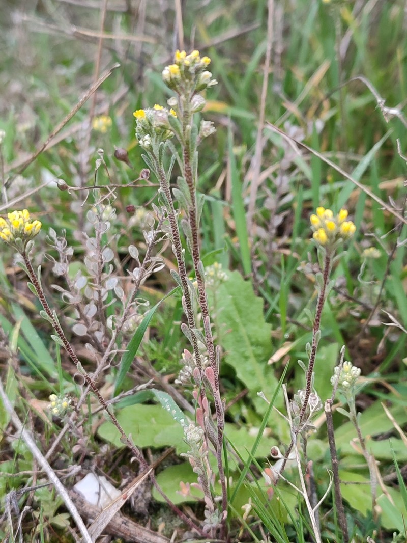 Alyssum luteolum photo 6