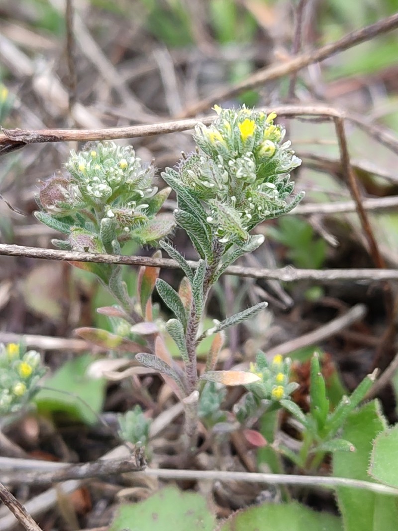 Alyssum luteolum photo 7