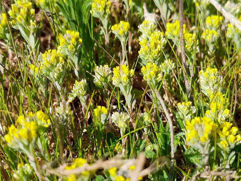 Alyssum luteolum photo 8
