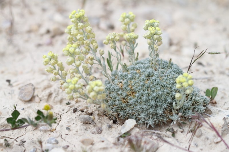 Alyssum lycaonicum