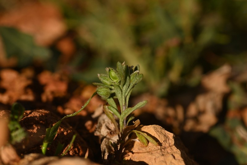Alyssum macrocalyx