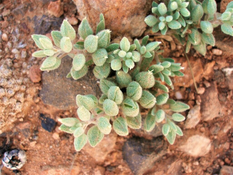 Alyssum macrocalyx photo 2