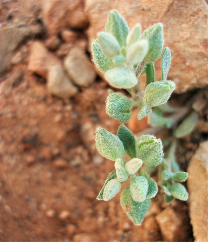Alyssum macrocalyx photo 3