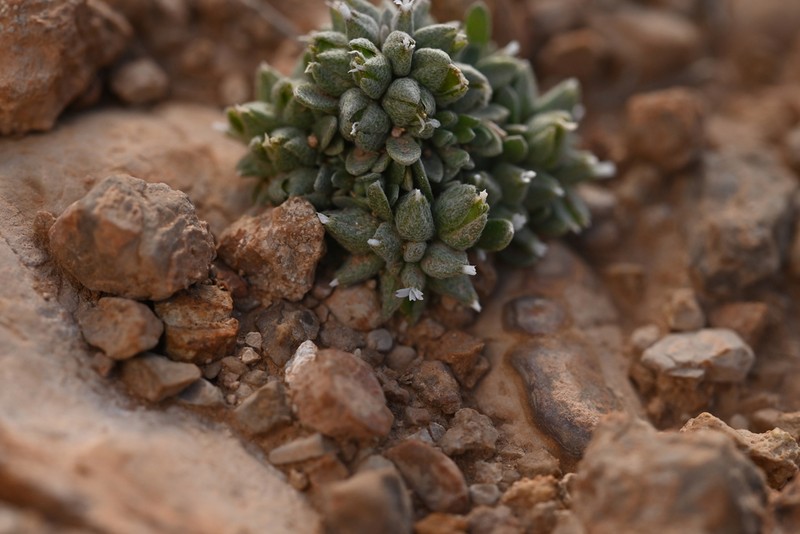Alyssum macrocalyx photo 4