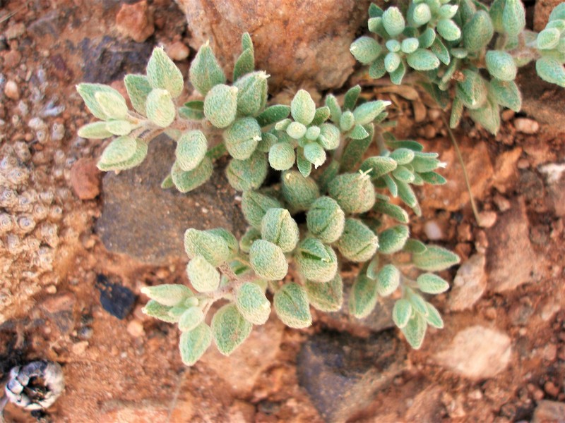 Alyssum macrocalyx photo 6
