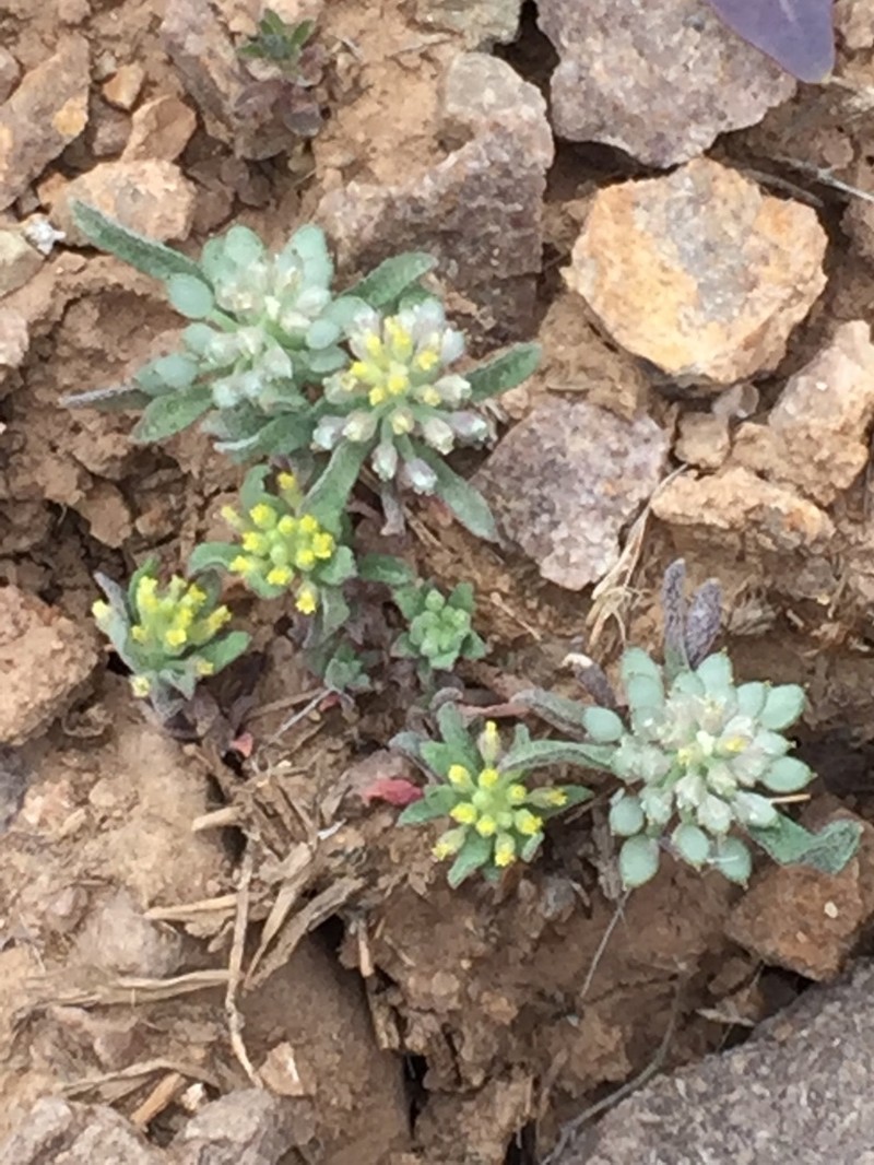 Alyssum minutum photo 2