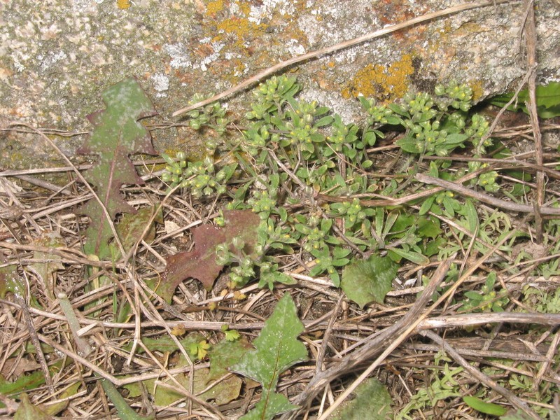 Alyssum minutum photo 3