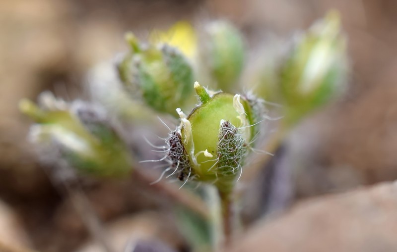 Alyssum minutum photo 4