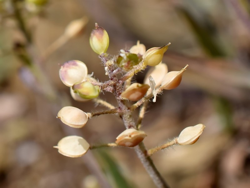 Alyssum minutum photo 5