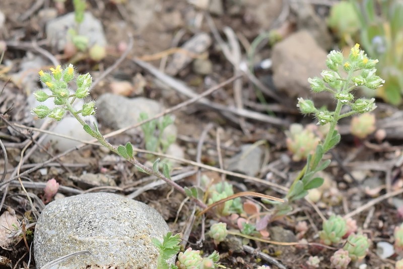 Alyssum minutum photo 6