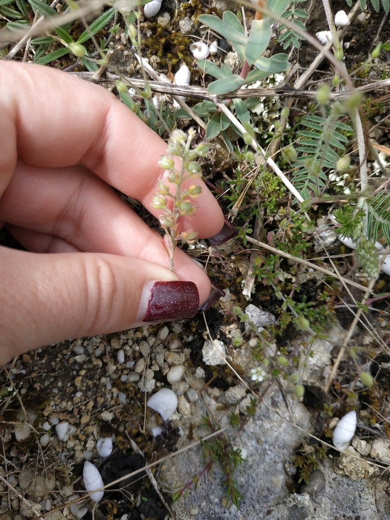 Alyssum minutum photo 7
