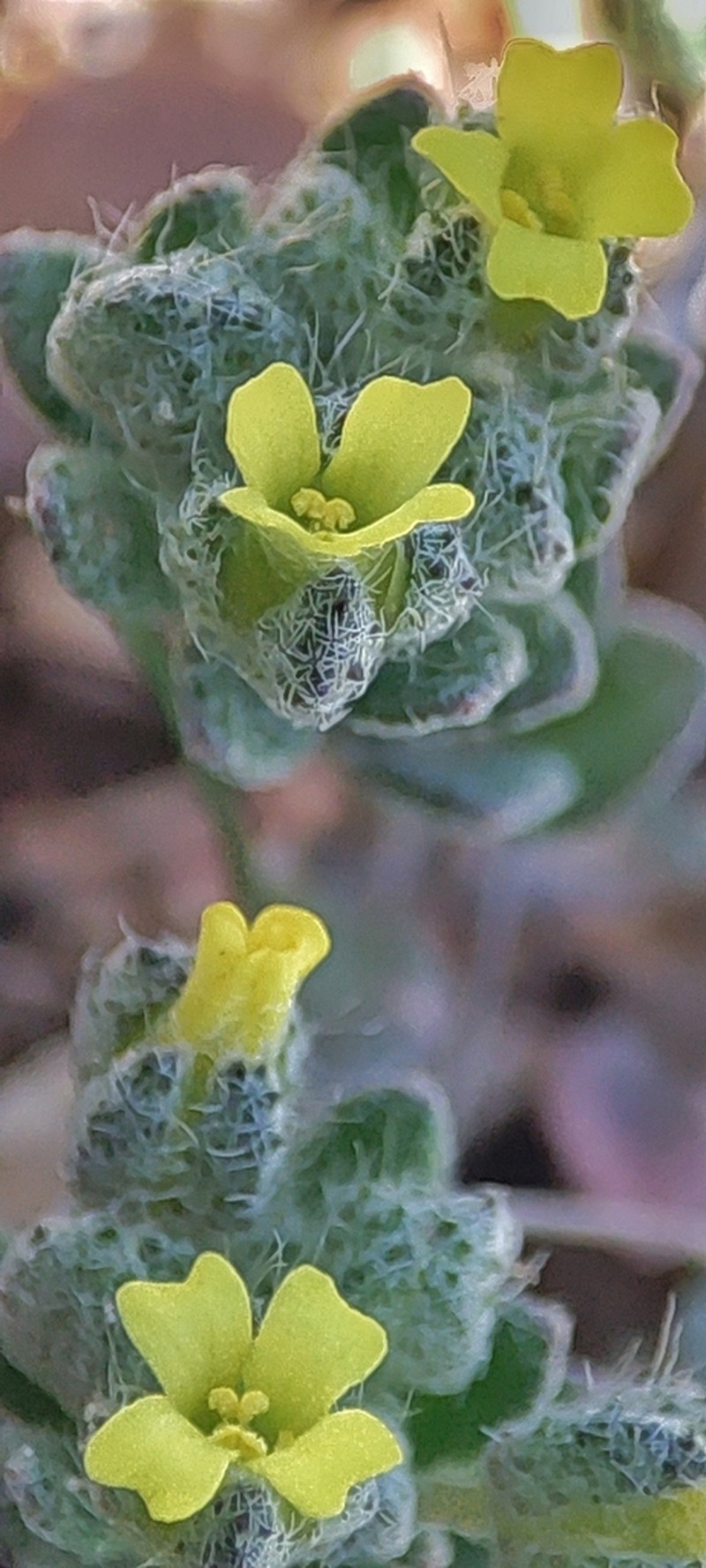 Alyssum minutum photo 8
