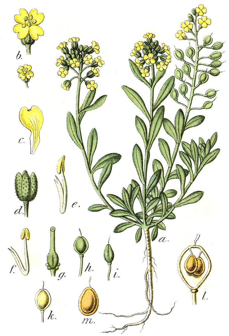 Alyssum montanum
