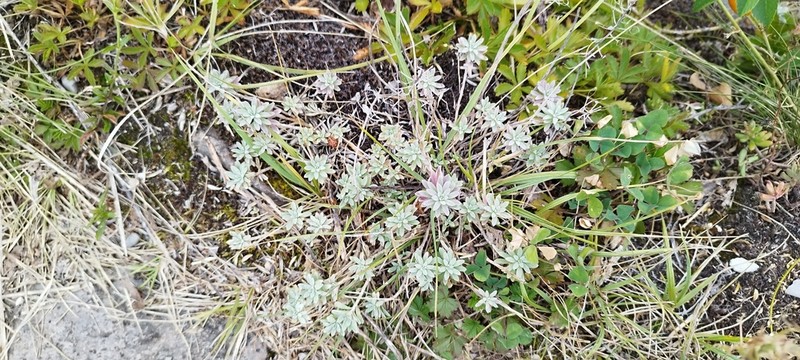 Alyssum montanum photo 2