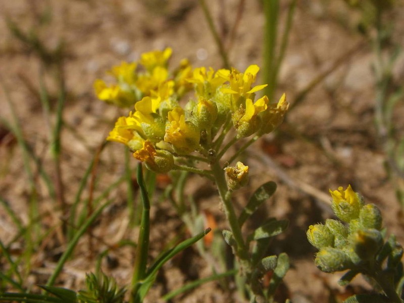Alyssum montanum photo 3